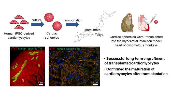 Researchers showcase an innovative strategy for regenerative heart therapy in a primate model, paving the way to clinical trials