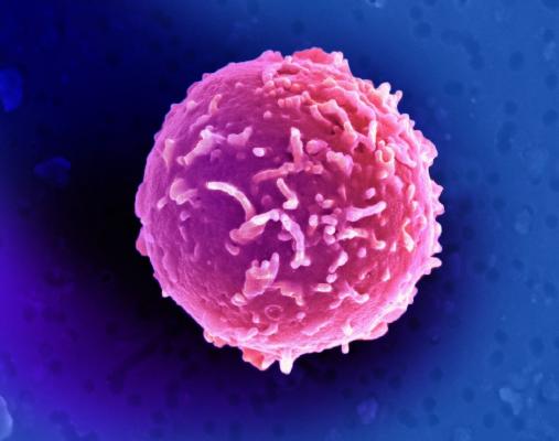 Stem Cell Therapy Gene Cardiac Regeneration