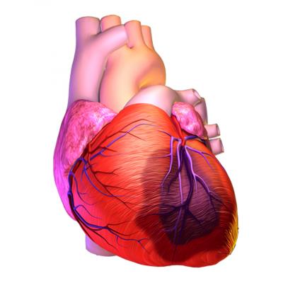 Placental Stem Cells Can Regenerate the Heart After Heart Attack