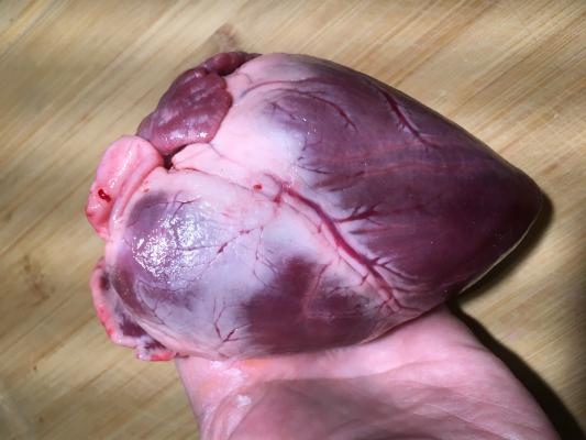 Transplanting Pig Hearts Into Humans One Step Closer. A pig heart, shown here, is very similar in size and anatomy to a human heart. For this reason, pigs are used extensively in pre-clinical animal testing for new implantable cardiovascular devices. If pig hearts could be used for human transplantation, it would greatly alleviate shortages of donor human hearts.