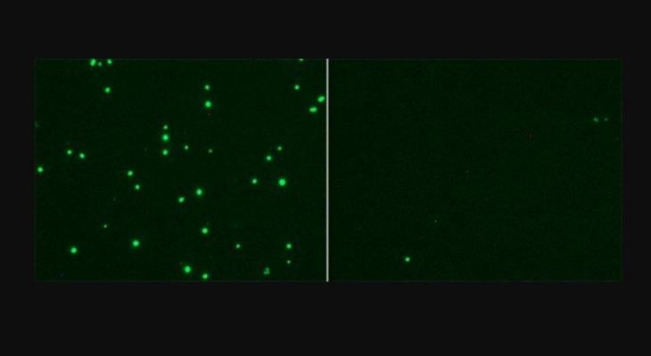 SARS-CoV-2 infection of cells shown in green, left. This is inhibited by a modified form of cholesterol called 25-hydroxycholesterol (25HC), as seen in the cells in the right image. 25HC activates an enzyme called ACAT, found inside cells in the endoplasmic reticulum. ACAT then depletes accessible cholesterol on the cell’s membrane. It is a normally occurring process that gets kicked into high gear during some viral infections. Image from UC San Diego Health Sciences.