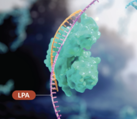 Silence Therapeutics has announces positive topline 36-week data from its ongoing Phase 2 Study of Zerlasiran in patients with high Lipoprotein(a), reporting that the study met the primary endpoint and demonstrated highly significant reductions in Lp(a) to week 36.
