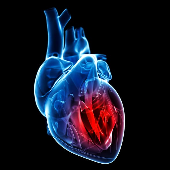 University of Cincinnati Research Focuses on Key Protein in Heart Failure - Vimarsana News