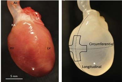 Isolated cadaveric heart prior to and following decellularization.