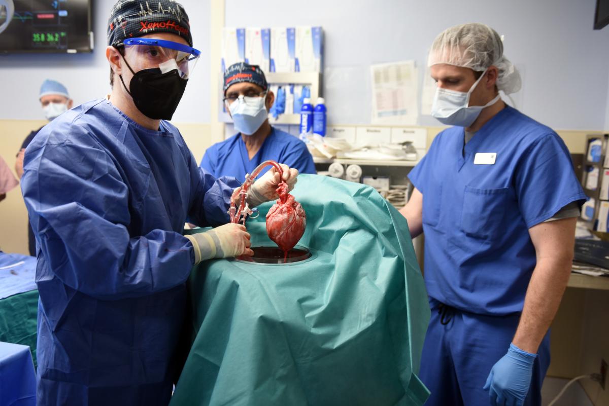 The pig heart extracted from its organ transport perfusion system in the OR.