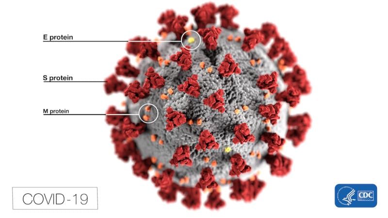 Novel coronavirus (COVID-19, SARS-CoV-2) virus illustration from the Centers for Disease Control and Prevention (CDC). #COVID19 #SARScov22