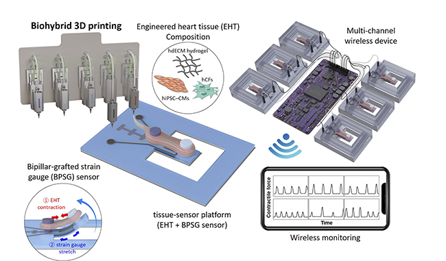 A joint team of researchers from POSTECH and Georgia Institute of Technology successfully created an engineered heart via 3D printing technology that allows for early monitoring of drug-induced cardiotoxicity