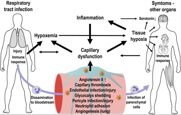 Interactions between capillary function, inflammation, hypoxia, and neurotransmission. The expression of ACE2 and other SARS‐CoV‐2 entry factors on parenchymal cells and observations of infected cells in biopsy material hold important clues to understand COVID‐19‐related organ damage. COVID-19 Blood Vessel Damage May Cause Brain Fog and Other Long-hauler Symptoms