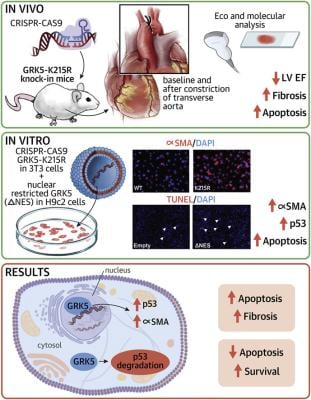 Genetic Catalytic Inactivation of GRK5 Impairs Cardiac Function in Mice Via Dysregulated P53 Levels