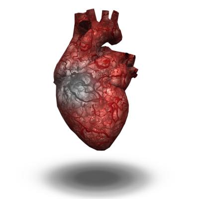 Immune response and the lymphatic system are central to cardiac repair after a heart attack, according to a study from Ann & Robert H. Lurie Children’s Hospital of Chicago and Northwestern University Feinberg Cardiovascular Research Institute. 