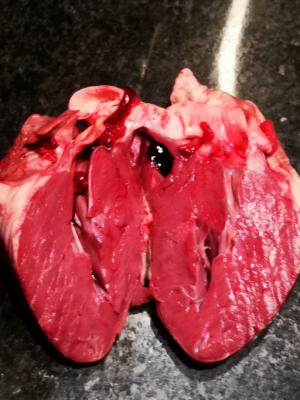 Lab-grown Pig Heart Tissue Could Help Replace Live Animals in Heart Disease  Research | DAIC