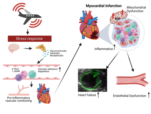 Noise-induced stress causes the release of stress hormones that trigger an inflammatory response, leading to more severe myocardial infarction, oxidative stress and endothelial dysfunction, and subsequent heart failure.