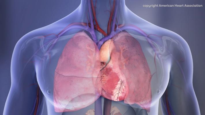 Human Chest Cavity illustration: Right lung, left lung, heart. Copyright American Heart Association 