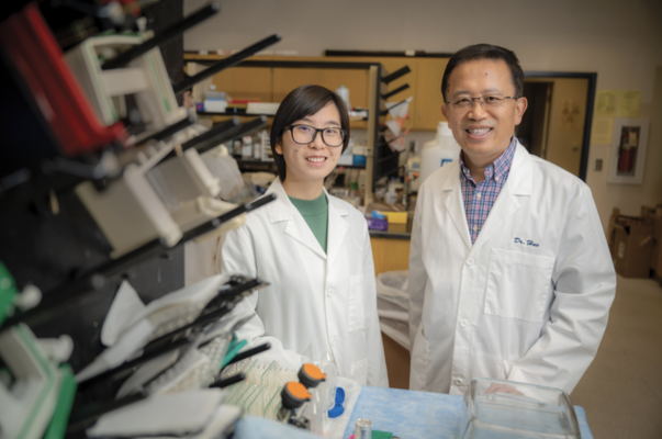 From left, Qian Ma, PhD, and Yuqing Huo, MD, PhD. Photo courtesy of Michael Holahan, Augusta University