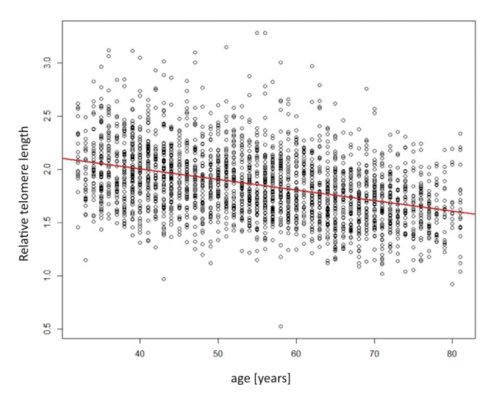 Scatterplot showing the relation of telomere length (y-axis) depending on age (x-axis). Image courtesy of Falkenhausen et al. 