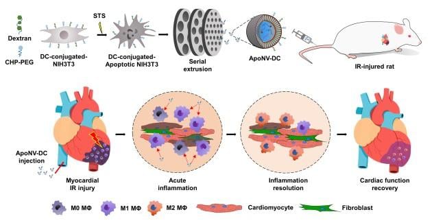 Reduced inflammation at the site of myocardial infarction and improved heart function demonstrated. Novel therapy to modulate immune response with apoptotic cell-derived nanovesicles