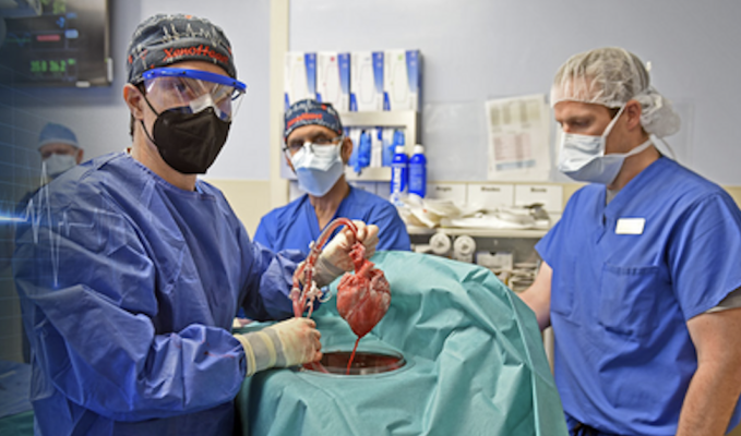 UMSOM researchers display first genetically modified pig heart transplanted into living patient. Image courtesy of University of Maryland School of Medicine 