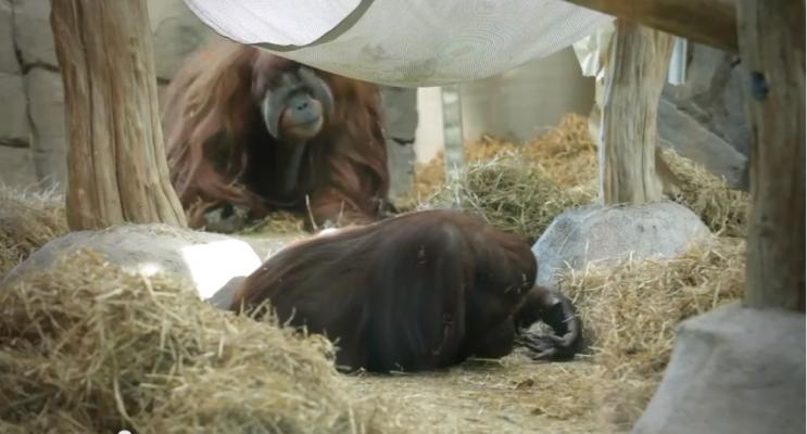 Virginia Zoo, Sentara Heart Hospital, orangutans, ultrasound