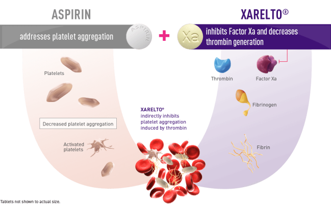 COMPASS open label extension study results support the long-term use of XARELTO plus aspirin for vascular protection in patients with chronic CAD and/or PAD