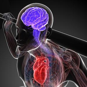 myocardial infarction, heart attack, immune system