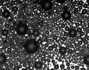 The microbubbles that make up the ultrasound contrast agent Optison from GE Healthcare.