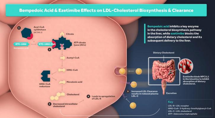 The U.S. Food and Drug Administration (FDA) approved Esperion's bempedoic acid (Nexletor) tablet, an oral, once-daily, non-statin low-density lipoprotein cholesterol (LDL-C) lowering medicine. The drug is indicated as an adjunct to diet and maximally tolerated statin therapy for the treatment of adults with heterozygous familial hypercholesterolemia (HeFH) or established atherosclerotic cardiovascular disease (ASCVD) who require additional lowering of LDL-C. 