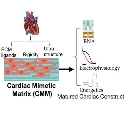 A new model developed by researchers can be used for a myriad of applications, most notably to evaluate the safety and efficacy of drugs on the cardiovascular system 