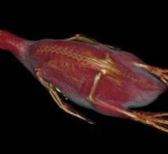 A 3-D CT scan reconstruction of a Humboldt penguin at the Brookfield Zoo in Chic