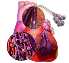 Stem Cells might be used to restore heart function by replacing the dead heart muscle following myocardial infarctions.
