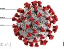 Novel coronavirus (COVID-19, SARS-CoV-2) virus illustration from the Centers for Disease Control and Prevention (CDC). #COVID19 #SARScov22