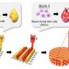 Schematic illustration of a pre-vascularized stem cell patch having multiple stem cell-laden bio-inks to encorage heart cell regrowth at infarct areas. With permission from Elsevier. Read the original article.Jinah Jang, Reprinted from Biomaterials, Vol 112, Jinah Jang et al., 3D printed complex tissue construct using stem cell-laden decellularized extracellular matrix bioinks for cardiac repair, Pages 264-274, Copyright (2017),