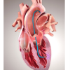 ECG, pulmonary. disease