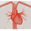electrophysiology, AI, imaging
