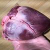 Transplanting Pig Hearts Into Humans One Step Closer. A pig heart, shown here, is very similar in size and anatomy to a human heart. For this reason, pigs are used extensively in pre-clinical animal testing for new implantable cardiovascular devices. If pig hearts could be used for human transplantation, it would greatly alleviate shortages of donor human hearts.