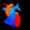 BHF, Reflections of Research image competition, U.K., 4-D MRI, heart blood flow