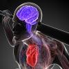 myocardial infarction, heart attack, immune system