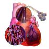 Stem Cells might be used to restore heart function by replacing the dead heart muscle following myocardial infarctions.