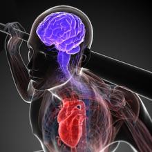 myocardial infarction, heart attack, immune system