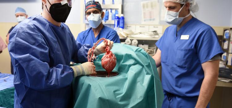 First Human Receives a Pig Heart Transplant