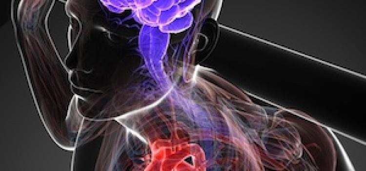 myocardial infarction, heart attack, immune system